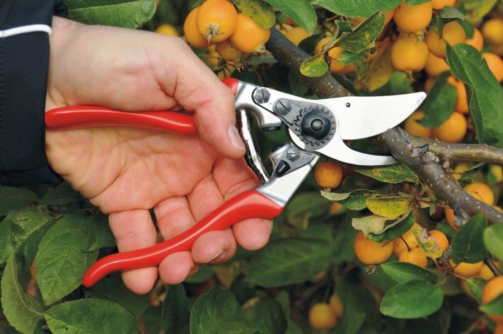 felco-obstbau-and-gartenschere