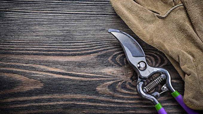 Заточка секаторов